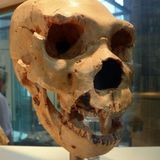 New study suggests early humans could hibernate, but not very well