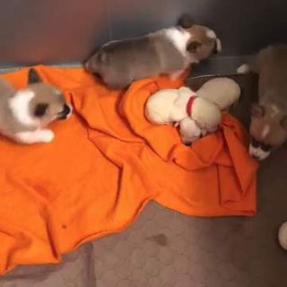 Texas corgi adopts 4 orphaned Labrador puppies after she was rescued from puppy mill