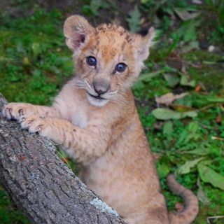 Detroit Zoo celebrates its first lion born in 40 years