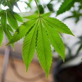 Marijuana Legalization Left Out Of New York Budget, According To Draft Summary Document