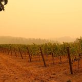 Oregon Researchers Get Federal Funds to Study Smoke Taint in Wine