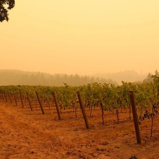 Oregon Researchers Get Federal Funds to Study Smoke Taint in Wine