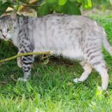 'Mind-control' cat parasite has now reached Hawaii's parks