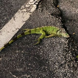 Watch out! Florida forecasters warn of falling iguanas on Christmas