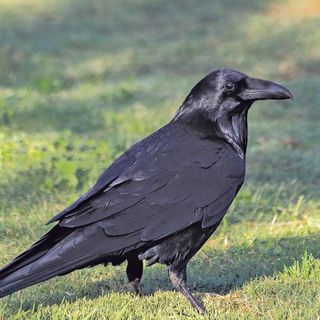 Raucous corvids bring joy in time of COVID