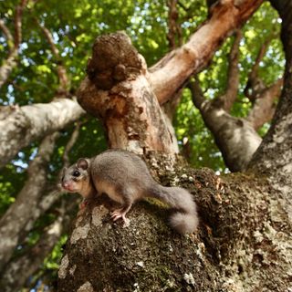 Sleepy dormice are losing their cozy tree hollows