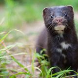 Mink infected with the coronavirus escapes Oregon fur farm