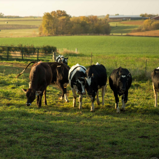 Demand for organic milk has gone up during the pandemic