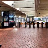 Branch Ave Metro Station Cat 'Brings Joy In These Times'