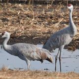 California Farmers Work to Create a Climate Change Buffer for Migratory Water Birds - Inside Climate News