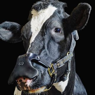 This burp-catching mask for cows could slow down climate change