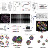 In situ genome sequencing resolves DNA sequence and structure in intact biological samples