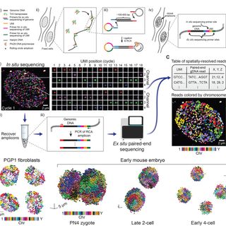 In situ genome sequencing resolves DNA sequence and structure in intact biological samples