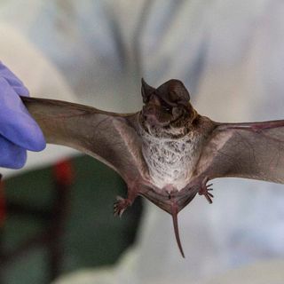 China is guarding ancient bat caves against journalists and scientists seeking to discover the origins of the coronavirus