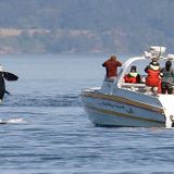 New whale-watching restrictions enacted for resident orcas | HeraldNet.com