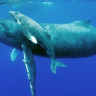 Whales Are Finally Returning to Our Planet's Polar Regions After 40 Years