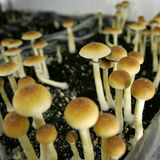 Oakland Becomes Second U.S. City to Decriminalize Magic Mushrooms