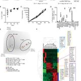 iPSC-derived NK cells maintain high cytotoxicity and enhance in vivo tumor control in concert with T cells and anti–PD-1 therapy