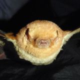 You've Got Bats In Your Back Yard, And The Natural History Museum Wants Your Help Finding Them