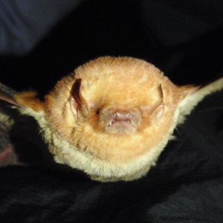 You've Got Bats In Your Back Yard, And The Natural History Museum Wants Your Help Finding Them