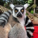 Suspect in theft of Maki the lemur ordered released, told to stay away from San Francisco Zoo