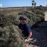 Surfside Beach wants your Christmas tree to rebuild its damaged dunes