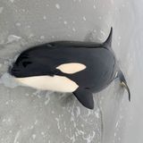 Young killer whale rescued after stranding on Scottish beach