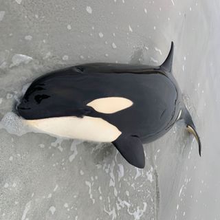 Young killer whale rescued after stranding on Scottish beach