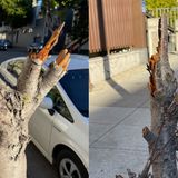 'Total violent assault': Vandal hacks down historic cherry blossom trees in San Francisco's Japantown