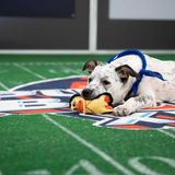 Animal Planet's pup-ular Puppy Bowl to go on as planned | CNN