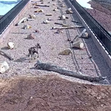 Wildlife officials share video of overpass created just for animals over busy interstate