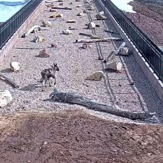 Wildlife officials share video of overpass created just for animals over busy interstate