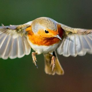 Birds Have a Mysterious 'Quantum Sense'. For The First Time, Scientists Saw It in Action