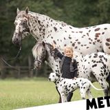 Horse, dog and pony are friends and look like siblings thanks to spotted fur