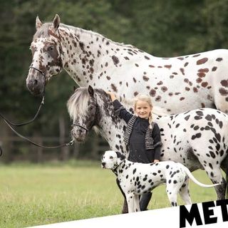 Horse, dog and pony are friends and look like siblings thanks to spotted fur