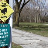 Wild turkeys swarm NWI woman's vehicle