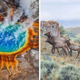 Yellowstone volcano: Why are THOUSANDS of animals leaving the volcano?