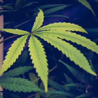 Marijuana Legalization Measure Officially Qualifies For South Dakota 2020 Ballot