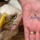 Florida children rescue bald eagle found with hook in beak