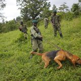 6 rangers killed in latest attack at Congo's Virunga park