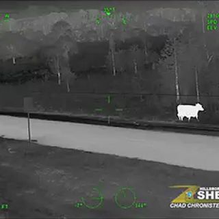 Cow spotted roaming around Tampa Executive Airport Saturday night