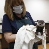 More injured, orphaned animals are finding help thanks to quarantined Houstonians