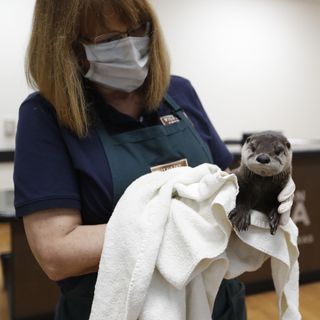 More injured, orphaned animals are finding help thanks to quarantined Houstonians