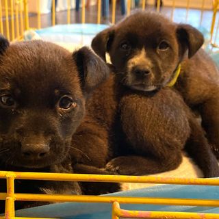 Puppies found in a dumpster looking for forever home