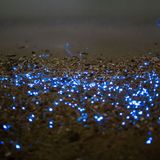 Ocean acidification may make some species glow brighter