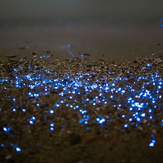 Ocean acidification may make some species glow brighter