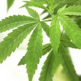 North Dakotans may vote on legalizing marijuana in 2022