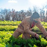 Wanted: A farmer. Successful organic farm in western Pa. is closing because no one wants to run it