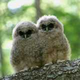 Northern Spotted Owls, Monarch Butterflies Denied Federal Protections