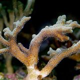 Corals bleached from heat become less resilient to ocean acidification